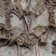 Found with hands clasped together.